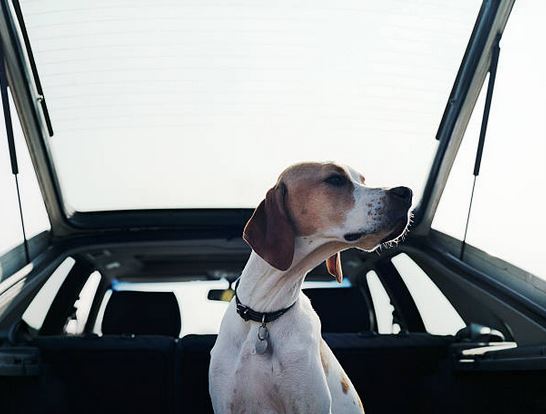 Le Blog Coyote (FR)Transporter un chien en voiture : que dit le